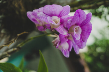 Orchid flower for background