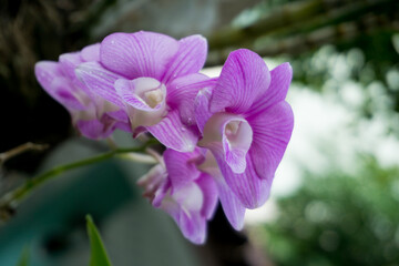 Orchid flower for background