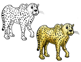 Cheetah cartoon line and color