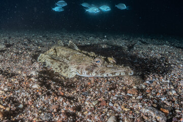 Fish swim in the Red Sea, colorful fish, Eilat Israel
