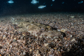 Fish swim in the Red Sea, colorful fish, Eilat Israel
