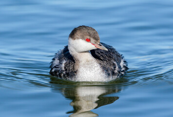 Close up of a Horned Grebe swimming towards the viewer on a bright and sunny, late October day in Colorado.