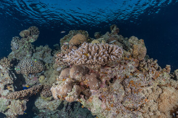 Coral reef and water plants in the Red Sea, Eilat Israel

