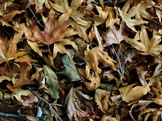 Wet Leaves in Fall