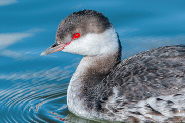 A close up profile image of a Horned Grebe in Winter plumage, with good eye and bill details nicely illuminated by the sun in a pretty blue water lake.