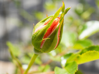 bud of rose