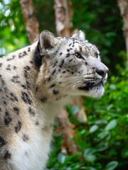 Snow Leapord in the Central Park zoo