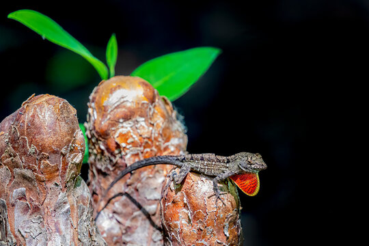 A Brown Anole (Anolis sagrei)  sitting on a Cypress Tree knee in the swamp showing his colorful dewlap.