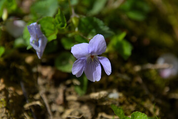 スミレの花のクローズアップ