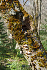 Tree leaning diagonally, covered in moss and fungus