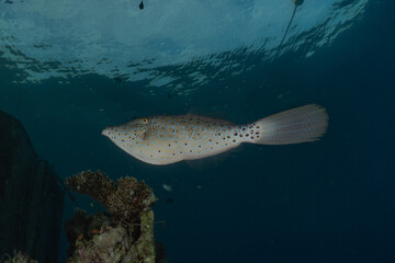 Naklejka premium Fish swim in the Red Sea, colorful fish, Eilat Israel 