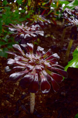 
Aeonium arboreum 'Zwartkop' ("Black Rose Aeonium") grows as a less branched subshrub and reaches stature heights of up to 2 metres. 