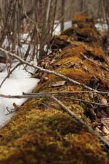 Fallen tree covered in moss