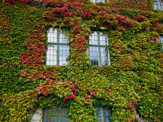 Fototapeta na wymiar Leaves of ivy covering a wall of a house