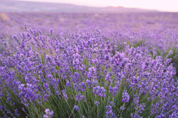 Fototapeta na wymiar Lavender field at sunrise, close up.Blurred background.