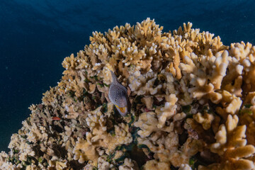 Plakat Moray eel Mooray lycodontis undulatus in the Red Sea, eilat israel