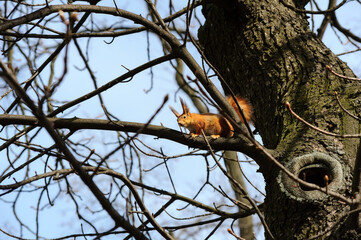 European Red Squirrel on a tree
