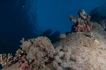 Coral reef and water plants in the Red Sea, Eilat Israel
