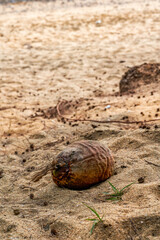 Closeup of rotten coconut on the beach by the sea