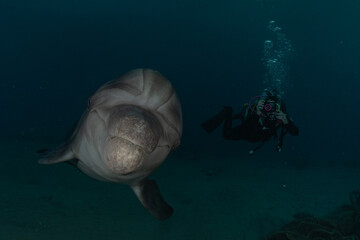 Dolphin swimming in the Red Sea, Eilat Israel
