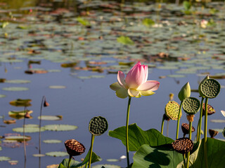 Spring, the time of lotus blooming in a pond, in Buddhism-a symbol of purity, Nelumbo nucifera, L;