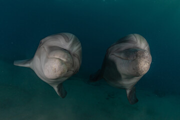 Naklejka premium Dolphin swimming in the Red Sea, Eilat Israel 
