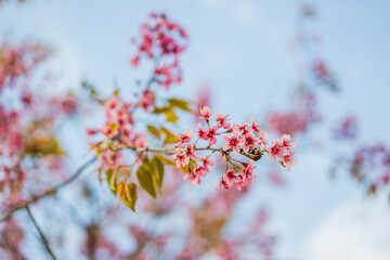 sakura. cherry blossom in springtime, beautiful pink flowers