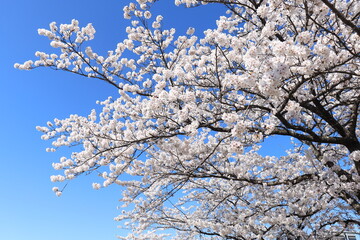 桜の花