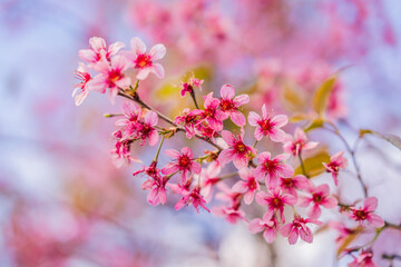 Obraz na płótnie Canvas sakura. cherry blossom in springtime, beautiful pink flowers