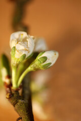 White flower blossom prunus aviun close up family rosaceae botanical modern high quality big size prints