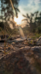 autumn in the forest