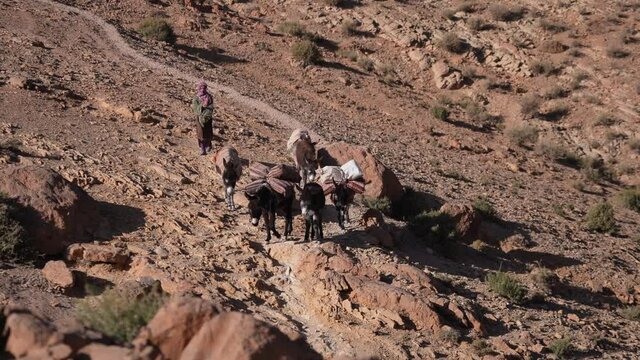 Berber Person With Donkeys Carrying Sacks Walking Down Todgha Gorge Near High Atlas Mountains In Morocco. - high angle