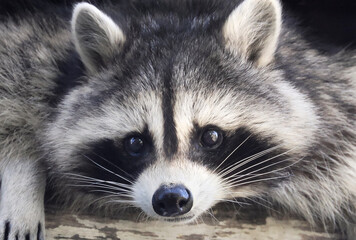 Raccoon portrait into the forest old house, Quebec, Canada