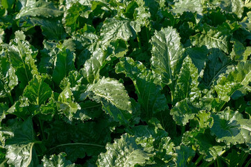 Healthy ripe sugar beet field ready to harvest. Green field of beets. Agricultural landscape, agriculture.