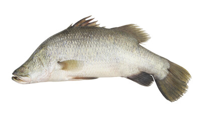 Barramundi fish isolated on white background	