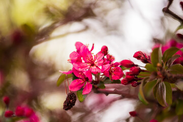 pink flowers
