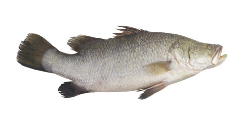 Fresh barramundi fish isolated on white background	