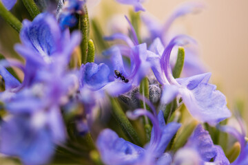 Ant in Rosemary