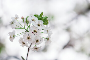tree blossom