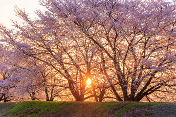 Fototapeta na wymiar sunrise and cherry blossom in spring