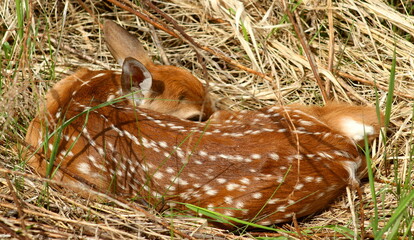 Baby Deer Peaking