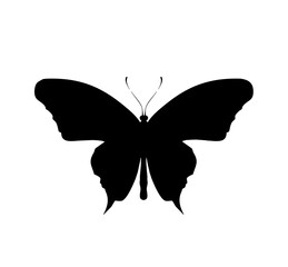 Butterfly black icon, isolated on white background