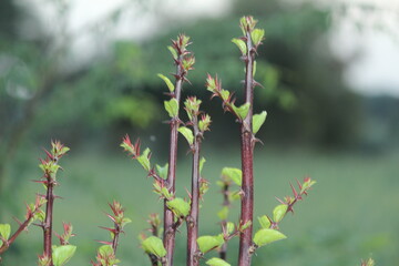 this is the new leaves of tree growing up