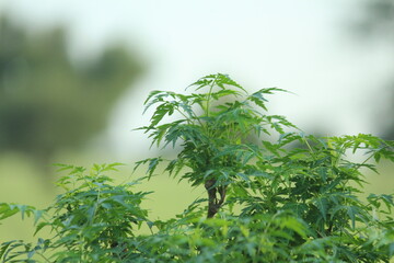 Obraz premium green leaves on the tree
