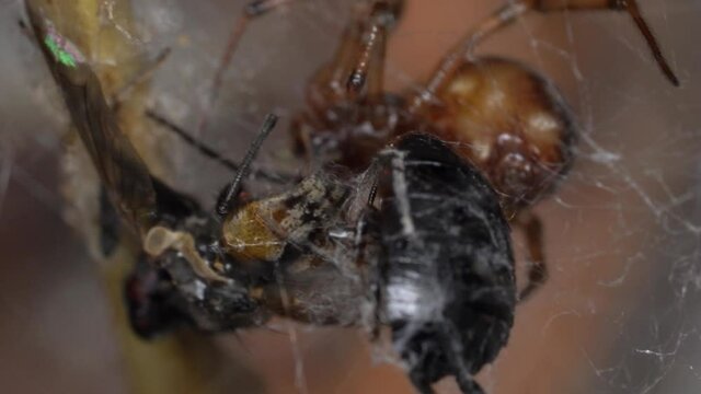 Triangulate Cobweb Spider With Prey Insects Trapped In Spiderweb. macro