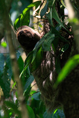 sloth in a tree