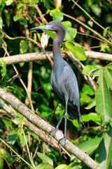small blue heron