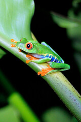 green tree frog