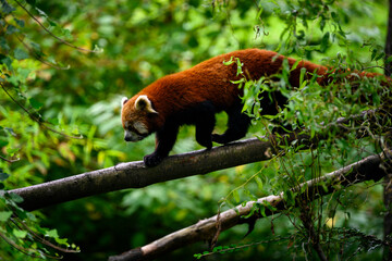 Ailurus fulgens - Red panda on a branch in nature.
