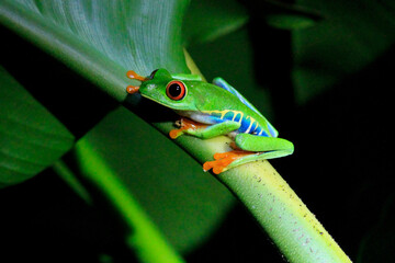 green tree frog